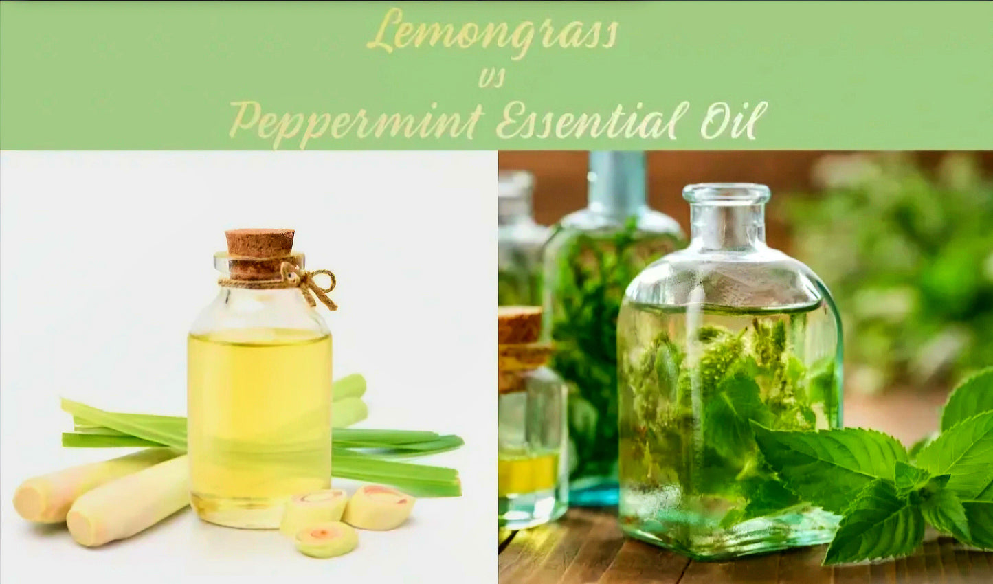 50ml- Egyptian Alchemy Moringa & Lotus Blue Absolute Bewitched* by -BeTTerSkin Holistics - Tartarian Treasures & Trinkets