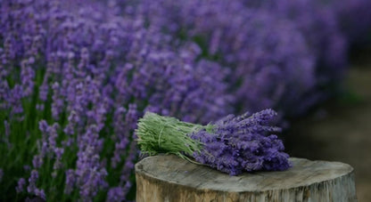 Blackberry & Lavender Raw Honey Soap Collection (Colloidal Oatmeal Optional-Choose Scents)
